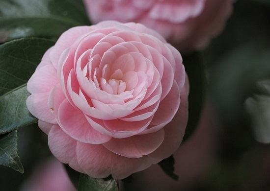 camellia-rosa