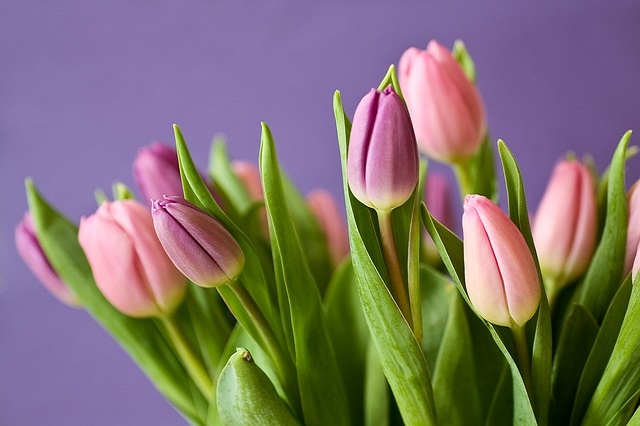 tulips-320151_640